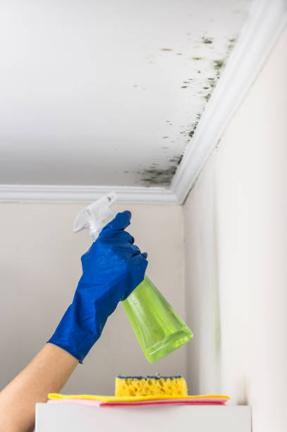 Best Mold Cleaning Services  in Patterson, CA