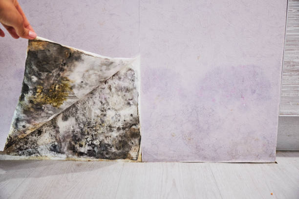 Best Office Mold Removal Services  in Patterson, CA